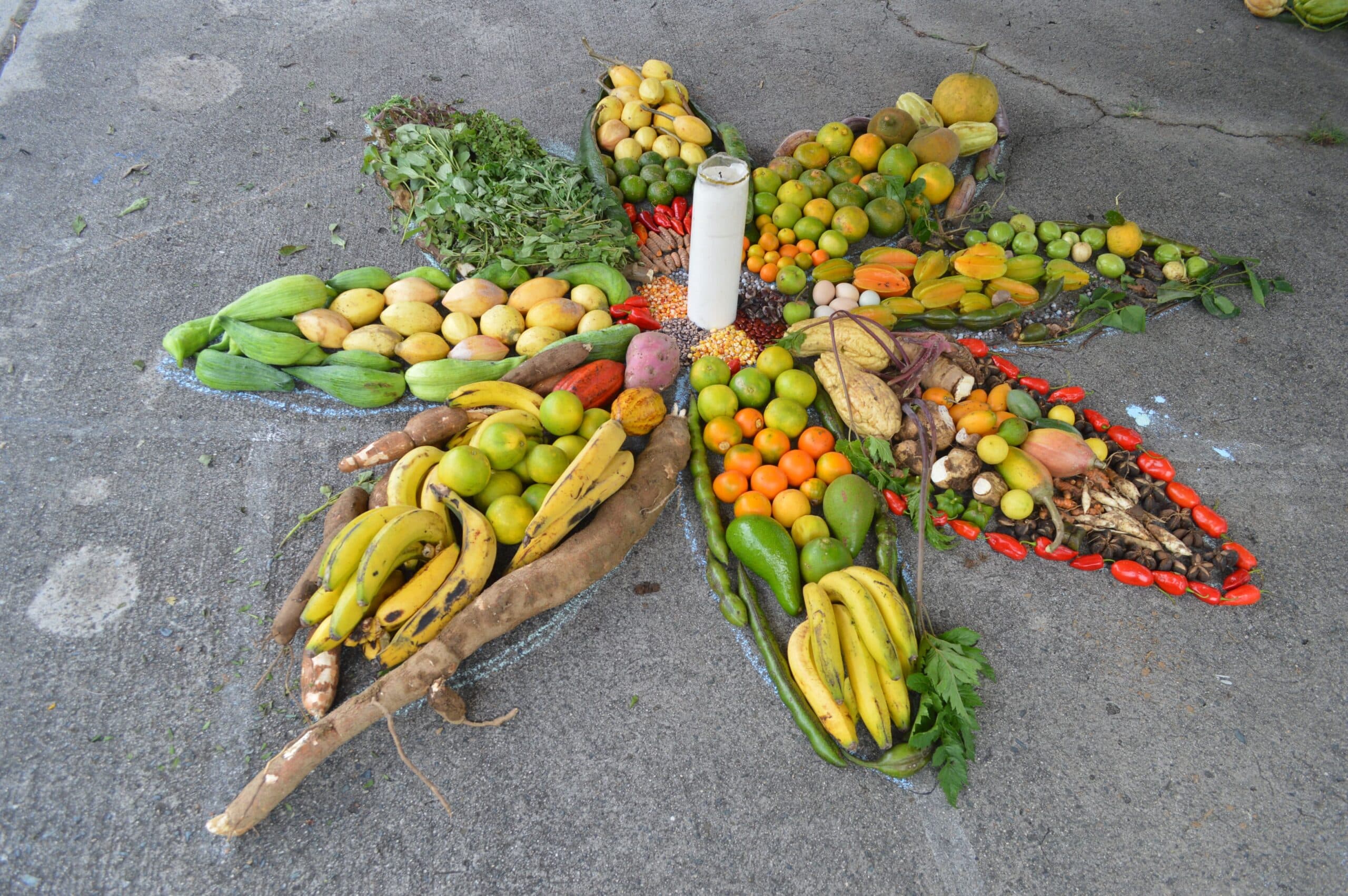 Fundación Instituto Mayor Campesino - IMCA 1 Agricultura y regeneracion Alianza por la Agroecología (1)-min