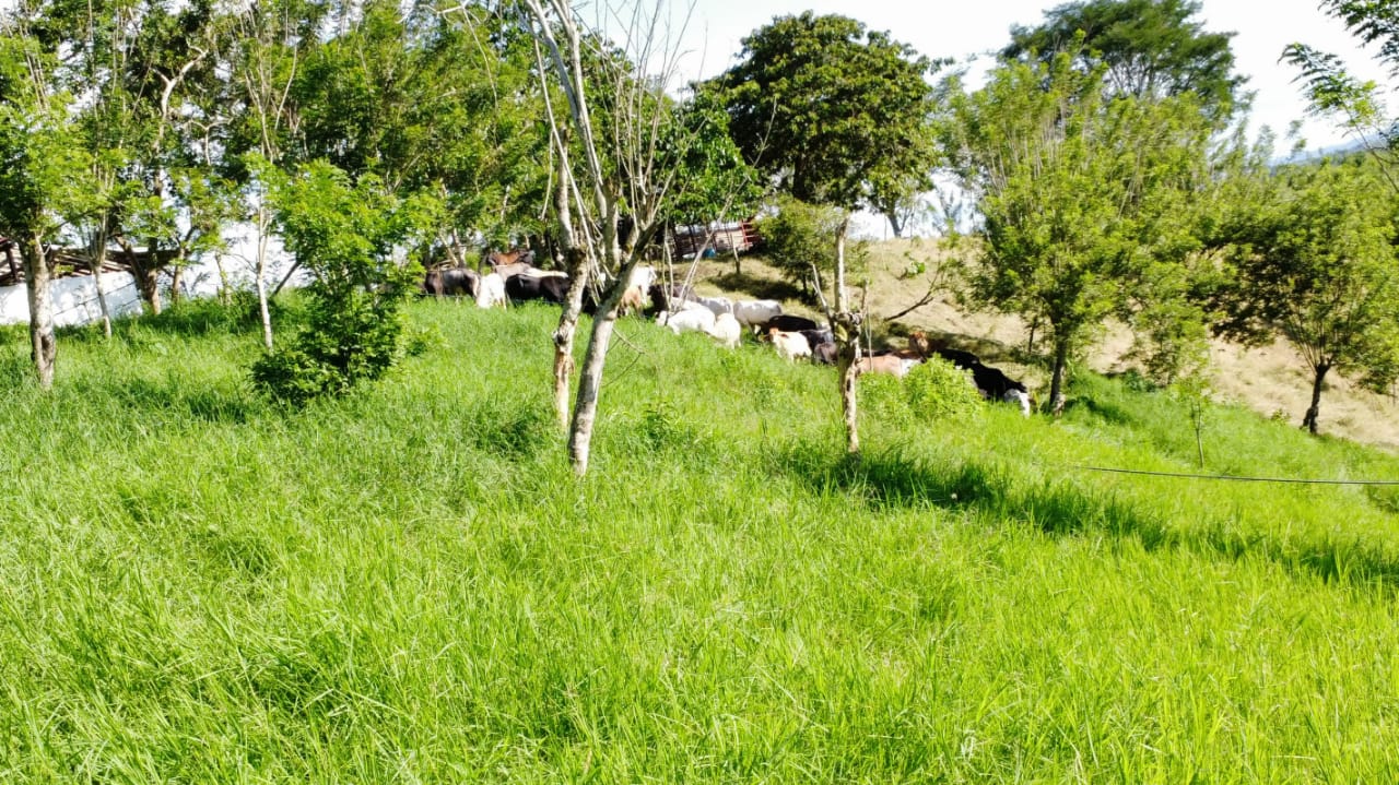 Finca Regenerativa en el Valle del Cauca1