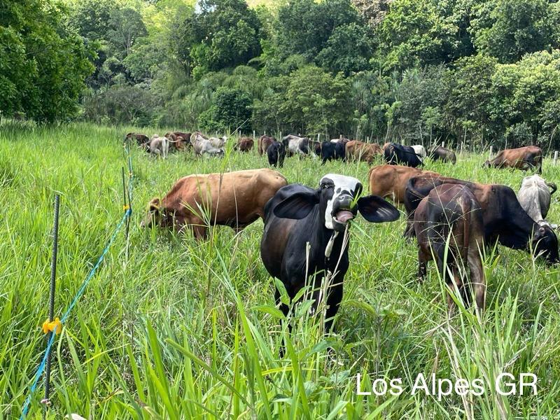 Ganaderia Regenerativa Finca los Alpes5
