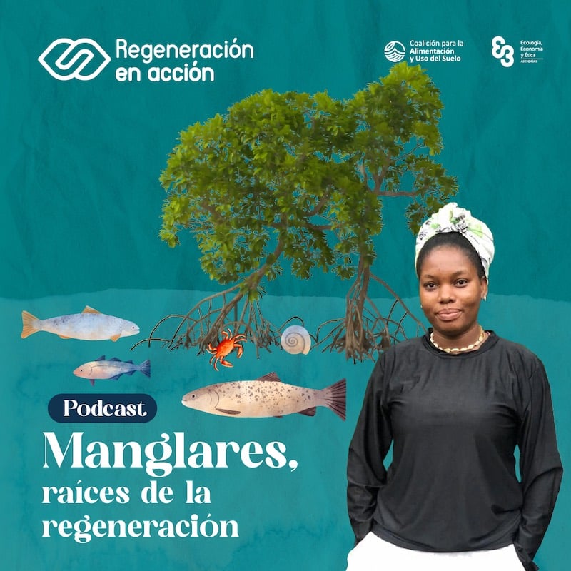 Matilde - Manglares