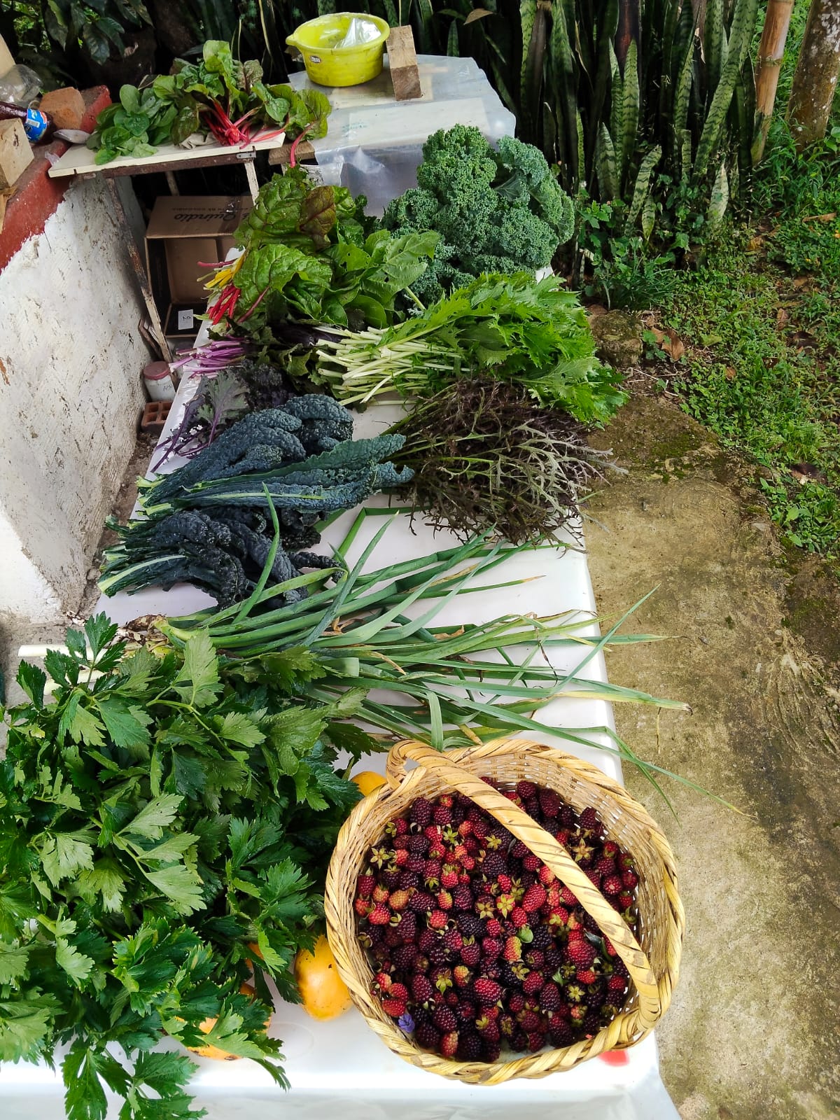 Bosque comestible 5 destacada