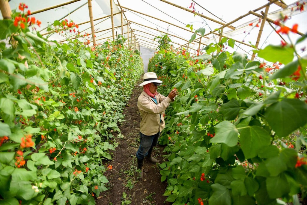 Agro C2022CVC12 Agricultura y regeneracion