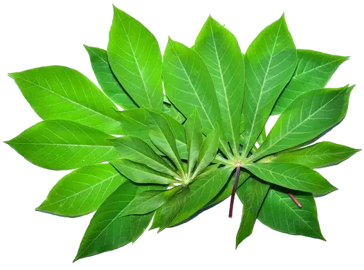 image 1.png Agricultura y regeneracion