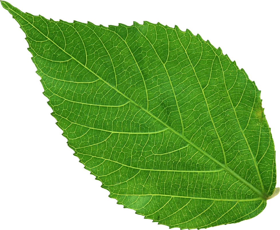 pngwing.com 7.png Agricultura y regeneracion